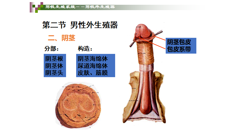 a1e110e17157242a386abfda8d0433c.png 图片